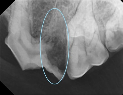 [BLOG] Dental Imaging for Pets_Dental Image