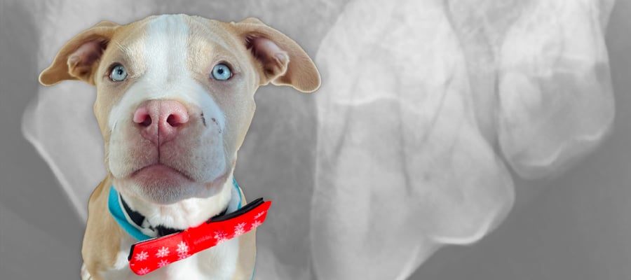 [BLOG] Dental Imaging for Pets_Hero Image