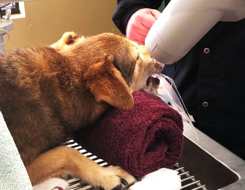 [BLOG] Dental Imaging for Pets_Patient Image