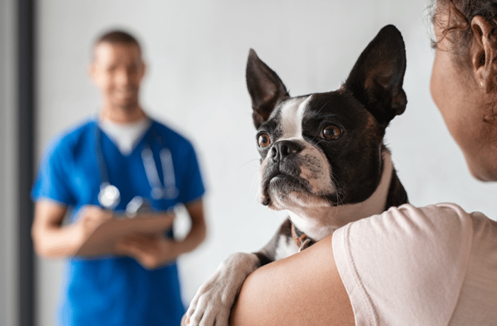 BVET Pets First Vet Visit Blog Image_Canva