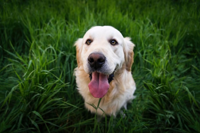 Pet Allergies-rawpixel-5926086