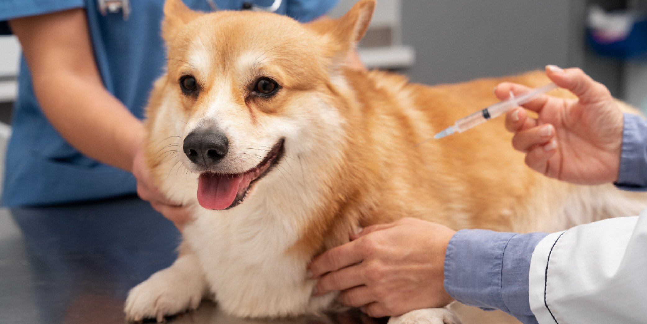 Vaccines for Dogs and Cats What You Need to Know_Hero