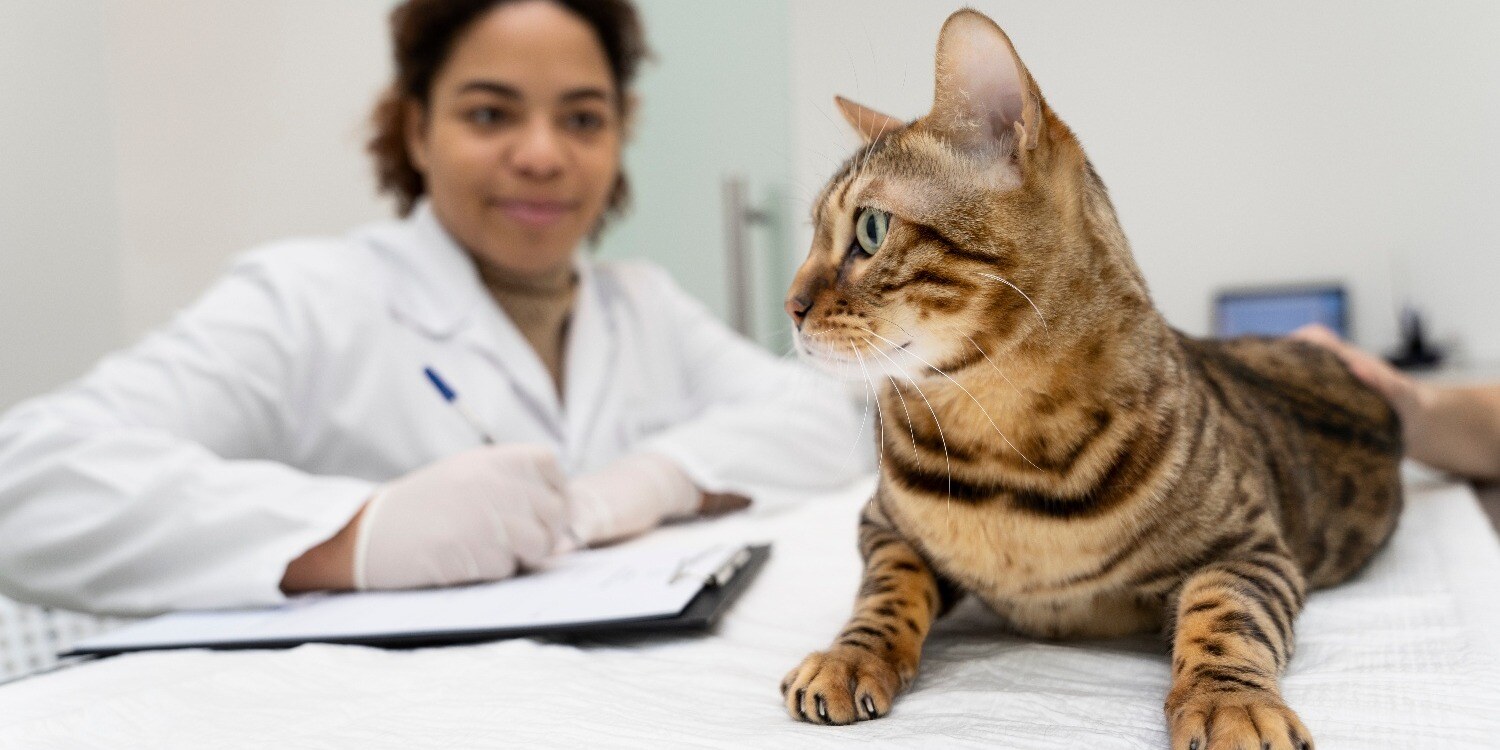 close-up-veterinarian-filling-document-1