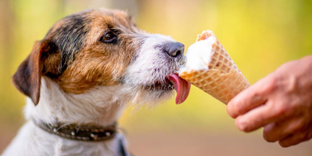 dog-eating-ice-cream-outdoors Freepik