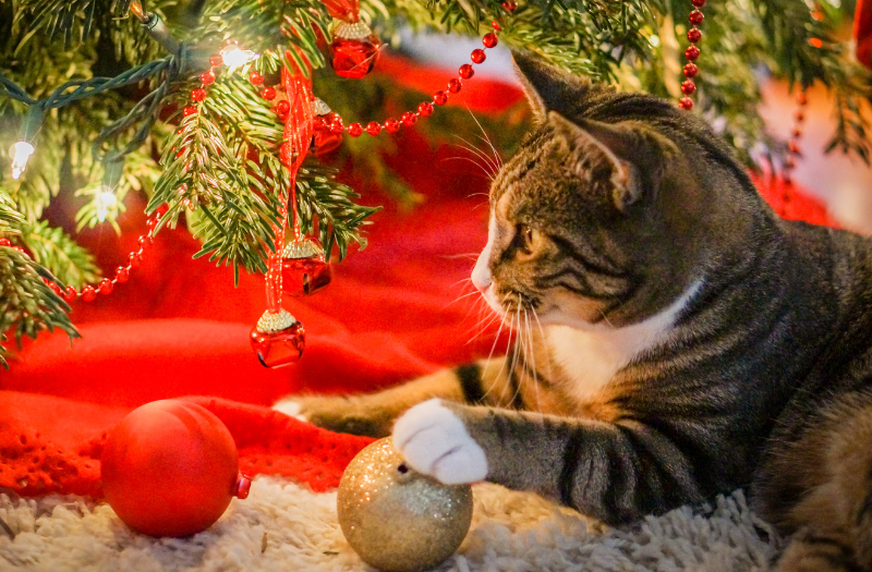 Holiday Safety Tips for Pet Owners-Canva