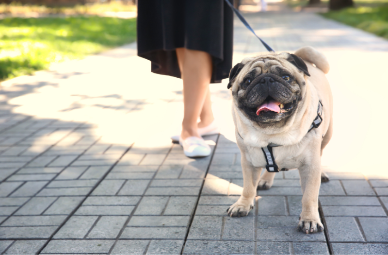 Pet Weight Tips Image_Canva