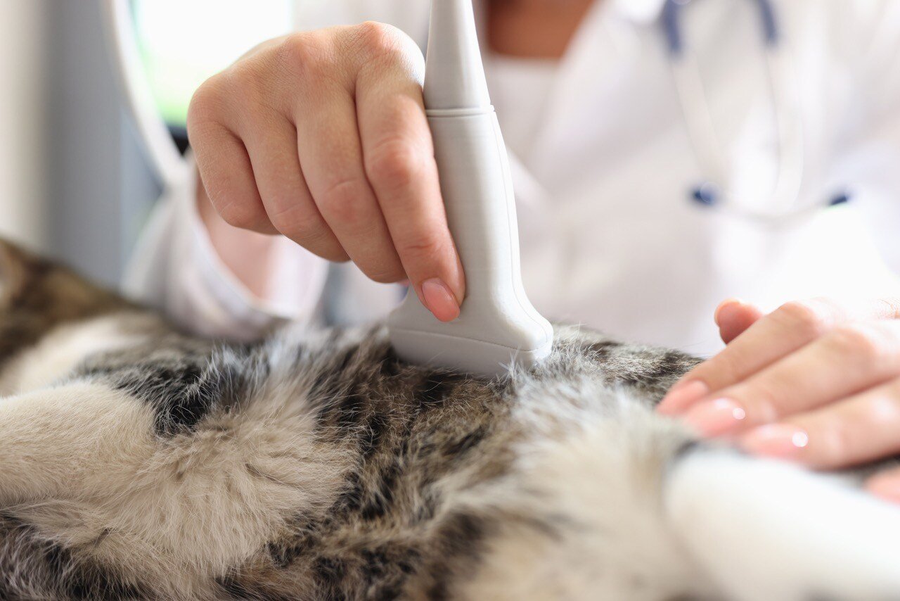 Laser Therapy