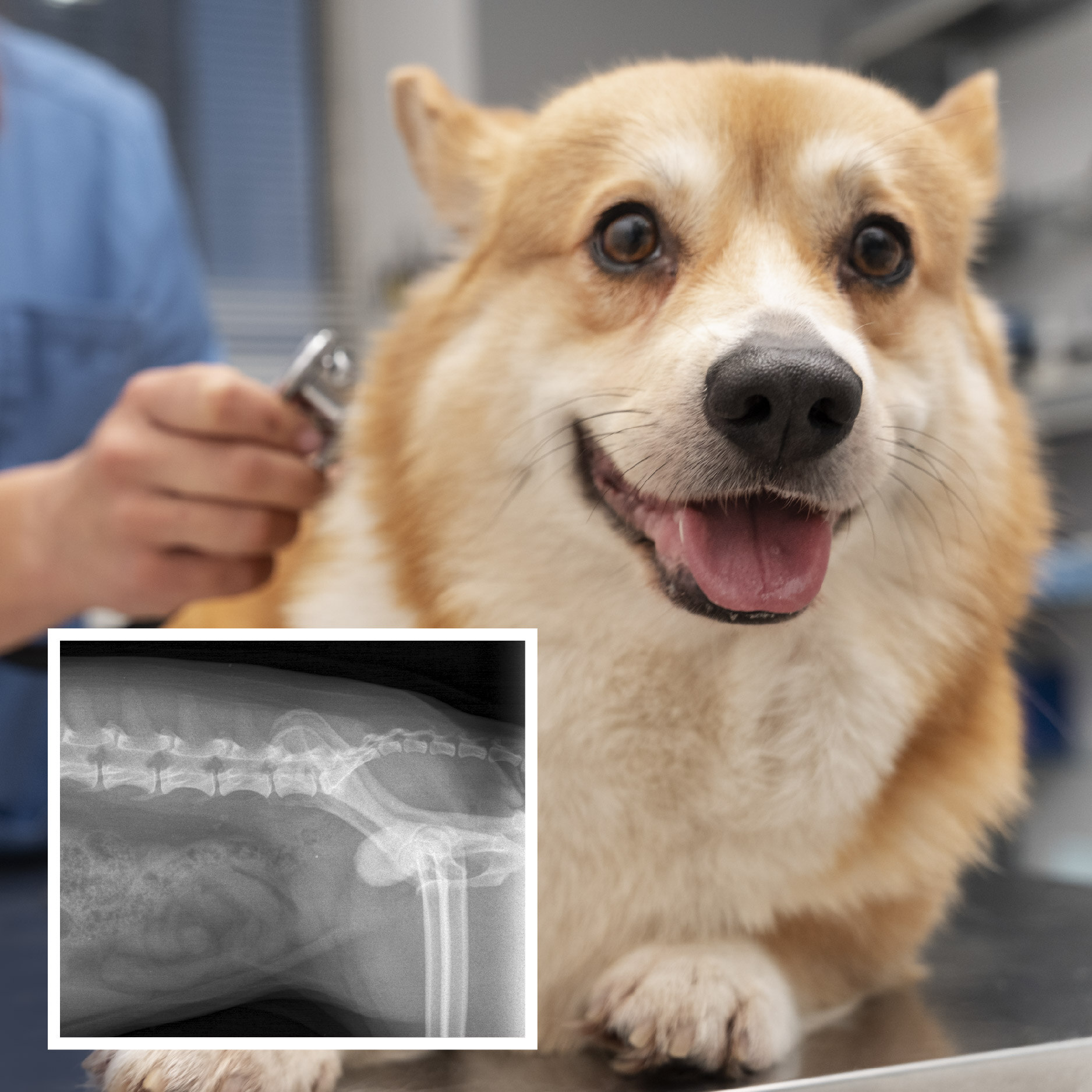 veterinarian-taking-care-pet-dog