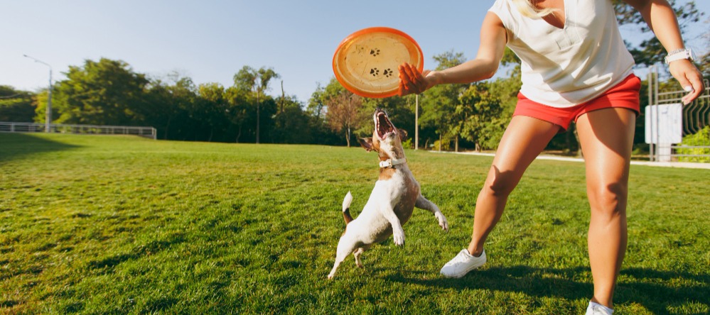 woman-throwing-orange-flying-disk-small-funny-dog-which-catching-it-green-grass-little-jack-russel-terrier-pet-playing-outdoors-park-dog-owner-open-air